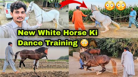 horse ki video|the horse video video.